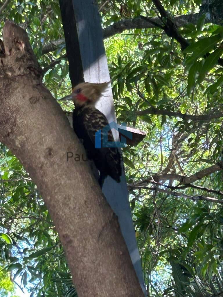 Casa de Condomínio, 2 quartos - Foto 61
